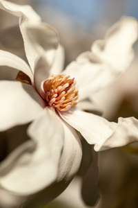 盛开的春天白色美丽的花