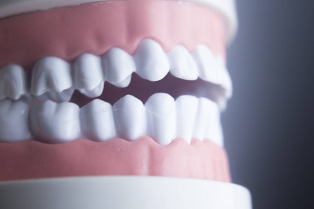 牙科牙齿牙科模型