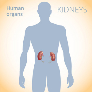肾脏在体内的位置人体排泄系统