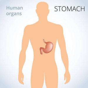 胃的位置在身体, 人的消化系统系统
