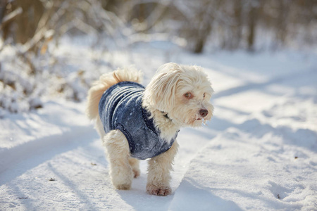 在雪白色犬种去年成为狗