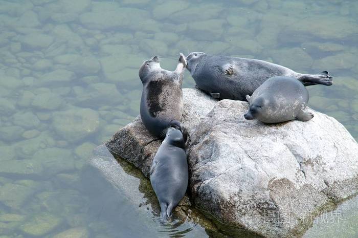 贝加尔海豹 nerpa