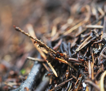 森林里的蚁。夏天