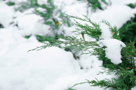 积雪覆盖的分支