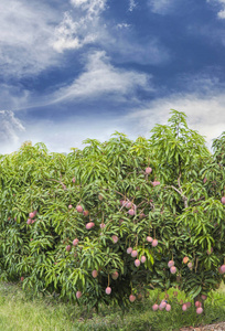 芒果树在农场照片