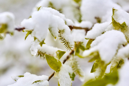 春季有大雪覆盖的枝叶特写