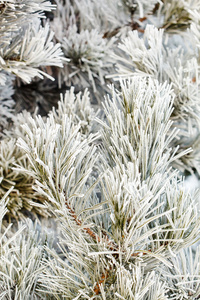 松树与针上的霜