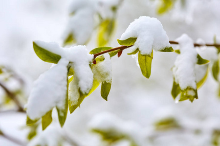 春季有大雪覆盖的枝叶特写图片