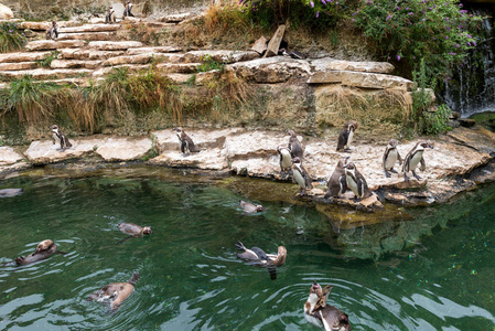 企鹅在池塘里游泳