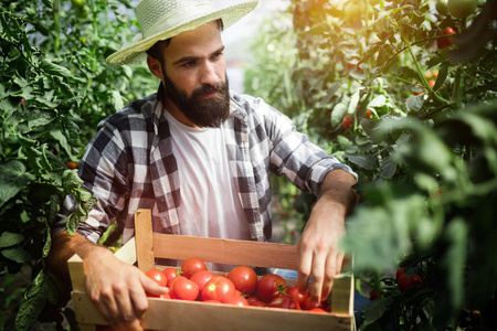 从花园里温室采摘新鲜西红柿的白种人农民