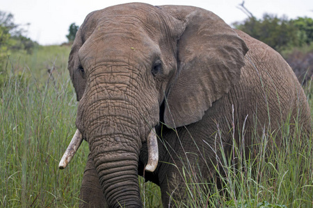 大象站立在茂盛的绿色灌木和草原