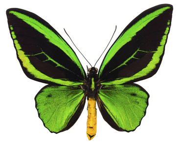 Ornithoptera priamus 热带蝶分离