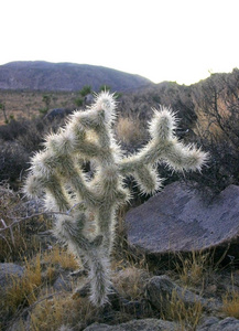 加州沙漠中的一只泰迪熊 cholla 仙人掌