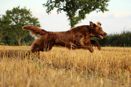棕色涂层棕色扁涂层猎犬在茬地里奔跑照片