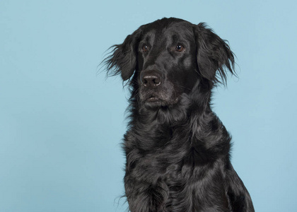 黑色 flatcoat 猎犬狗的肖像在蓝色背景下寻找