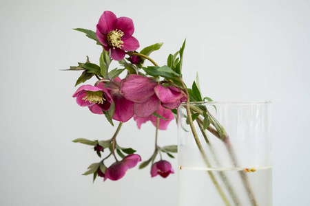白色背景的花瓶中的鲜粉色春天花花束