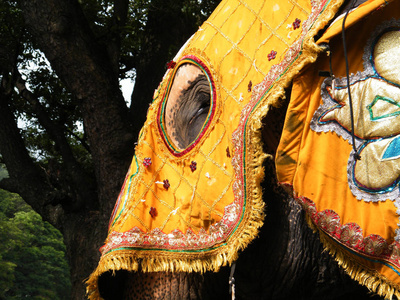美丽的穿着大象在的康提, 斯里兰卡