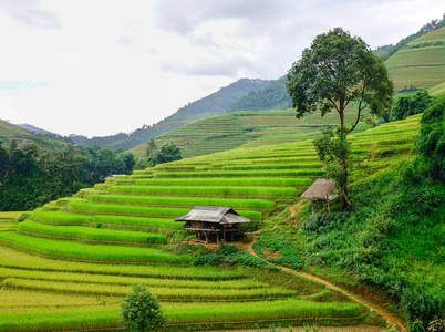 景观的梯田在越南