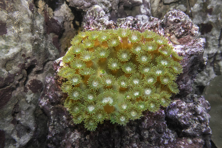 杯状珊瑚 宝塔珊瑚 Turbinaria 绿色
