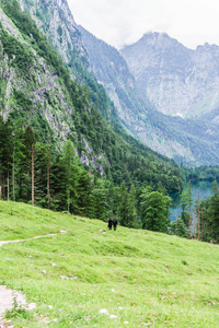 欧伯湖湖, nau 是 Konigssee, 巴伐利亚, 德国。在国家公园贝希特斯加登的大高山风景与母牛