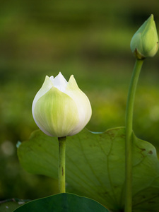 在花园里的白莲花