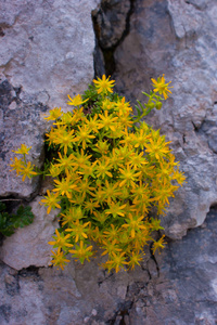 Saxifragaaiza