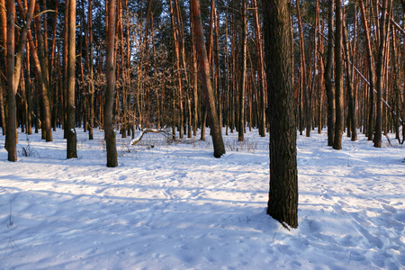 带针叶林的冬季景观