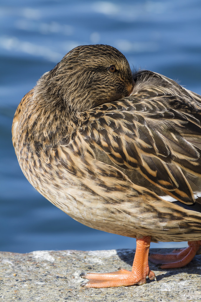 鸭子在湖上睡觉