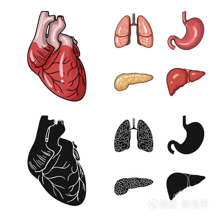 心肺胃胰人体器官集合图标在卡通, 黑色风格矢量符号股票插画网站