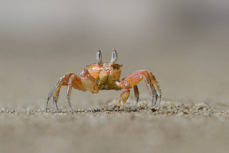 走在海滩上的小红蟹