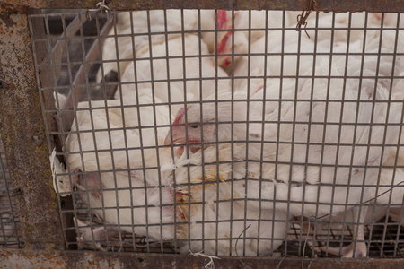 鸡笼子图片