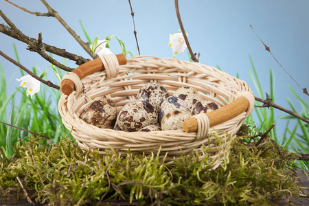 鹌鹑蛋在篮子和自然春天天气照片