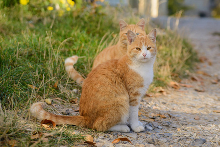 美丽姜猫