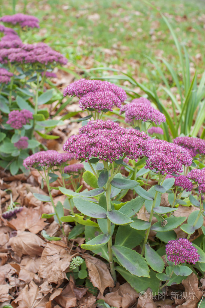 景天属植物开花布什