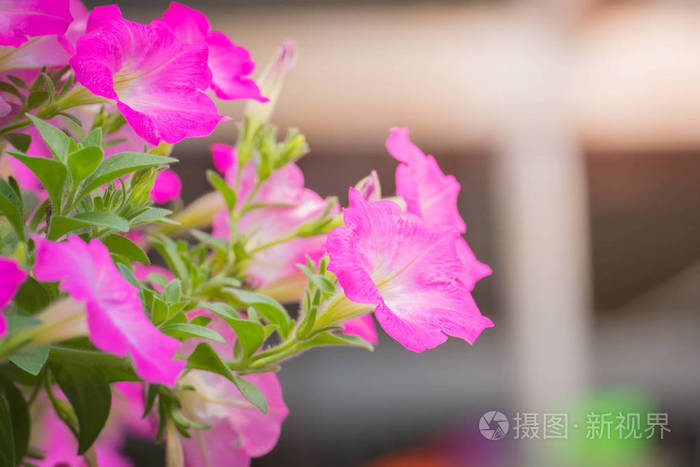 背景图像的七彩花朵