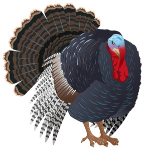 黑大土耳其鸟男性。感恩节的火鸡