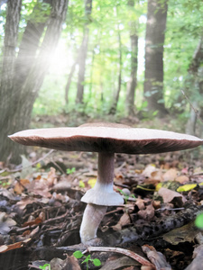 棕色中暑蘑菇生长在木材从地球