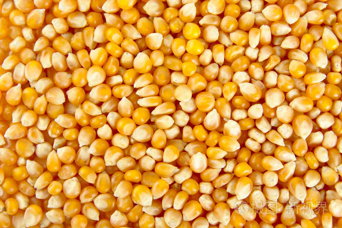 粗纹理质地的整个玉米种子