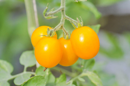 番茄植株的菜园里