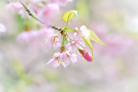 喜马拉雅樱桃或梅樱花或樱花