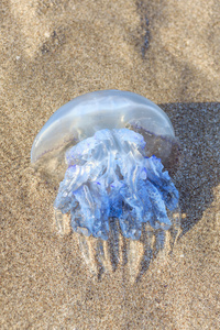 水母 Rhizostoma 在黑海边的沙滩上。克里米亚半岛