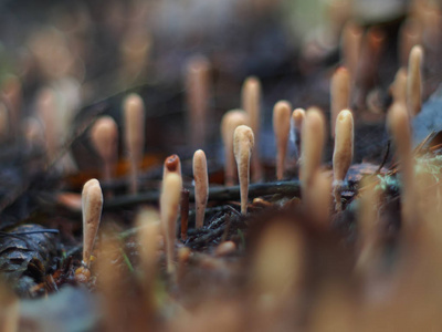 蘑菇 Ramaria 在森林里