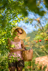 年轻女人走在梯子摘苹果从树上的苹果上