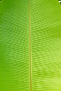带纹理背景的绿色香蕉叶