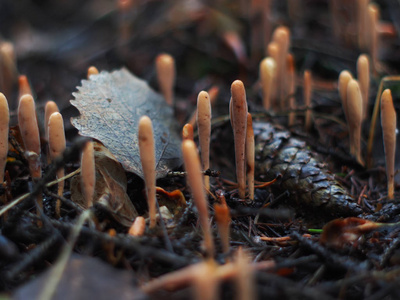 蘑菇 Ramaria 在森林里