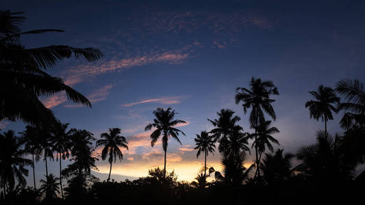 棕榈树和日落天空的热带夜景