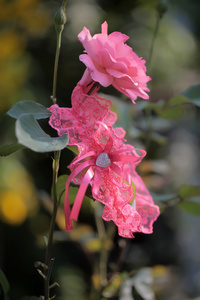 粉红色的花朵石榴图片