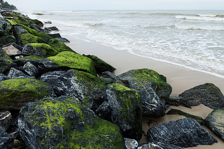 在海边岩石上的绿色藻类