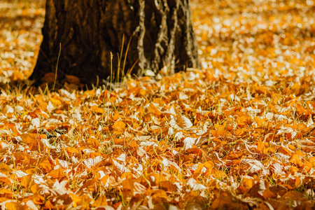 杨树林中的黄秋叶地毯