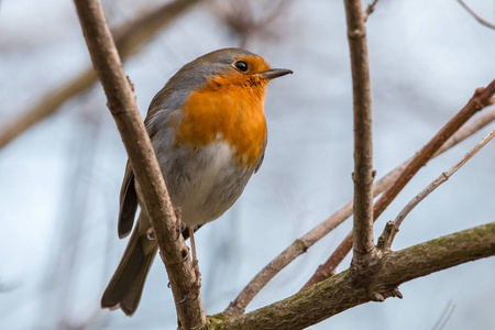 欧洲罗宾或鸟 Erithacus rubecula 栖息在有浅蓝色背景的树枝上。小褐色, 或橄榄色的鸣禽鸣鸟与橙色乳房和面孔